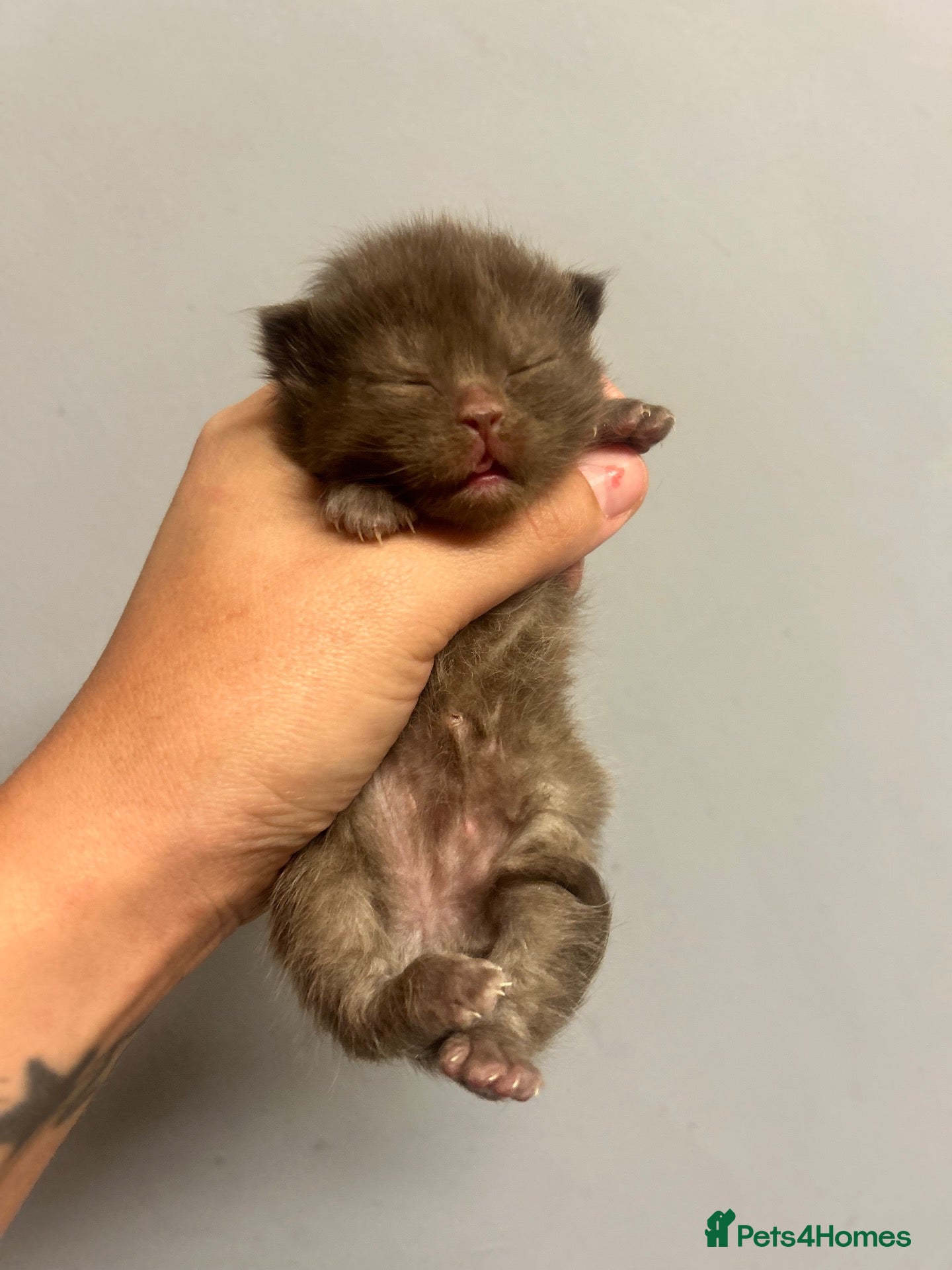 British Shorthair cats for sale: BSH KITTENS 🤎💙 - Advert 11