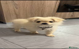 Mixed Breed dogs for sale: GIRL PUPPY LEFT FOR SALE🤍 - Image 1