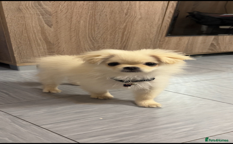 Mixed Breed dogs for sale - Advert 1