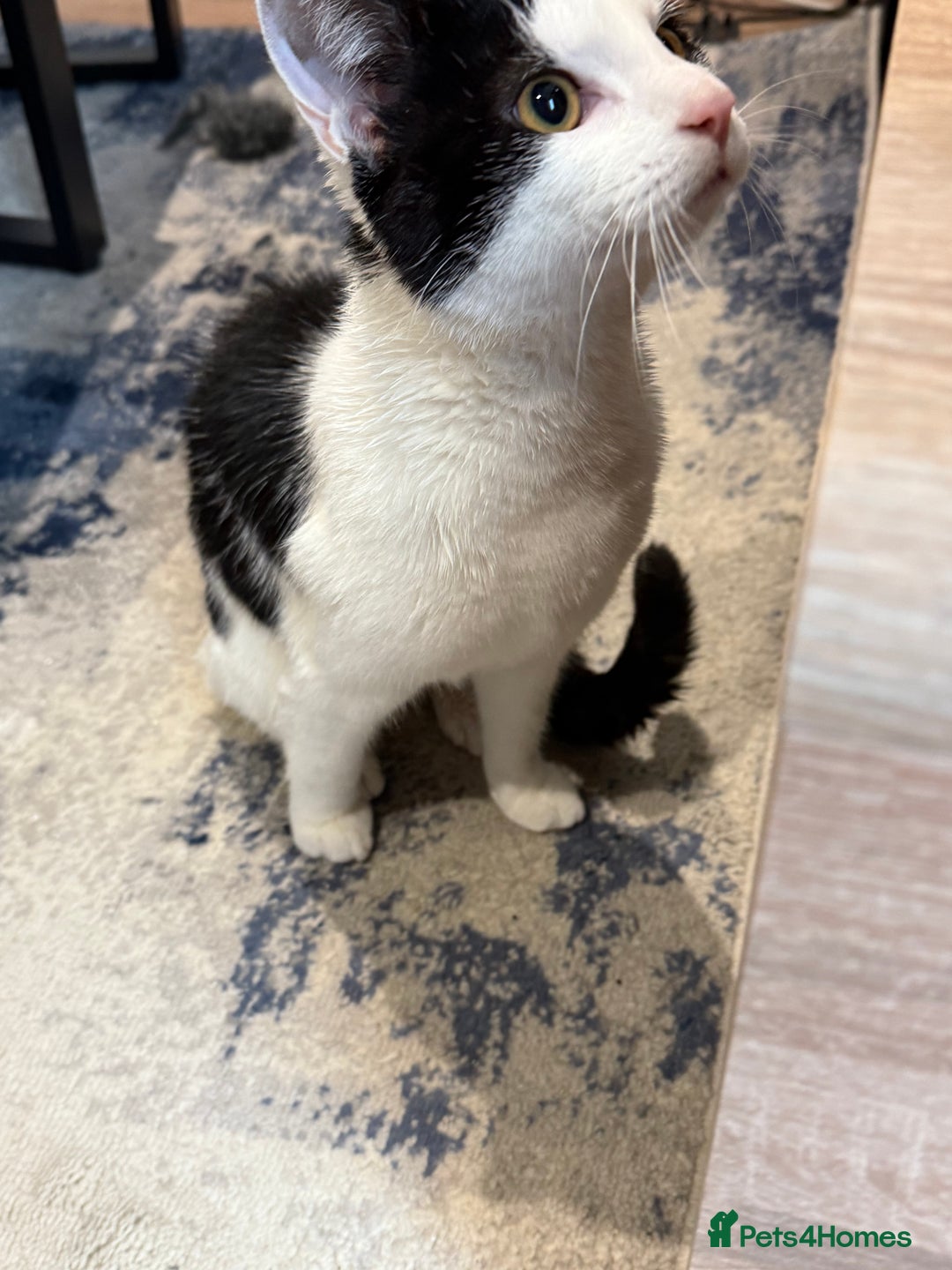 Domestic Shorthair cats for sale: Looking for a Loving Home for Our Two Cats! 🐾 - Image 12