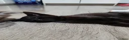 Mixed Breed cats for sale: Black female kitten - Advert 4