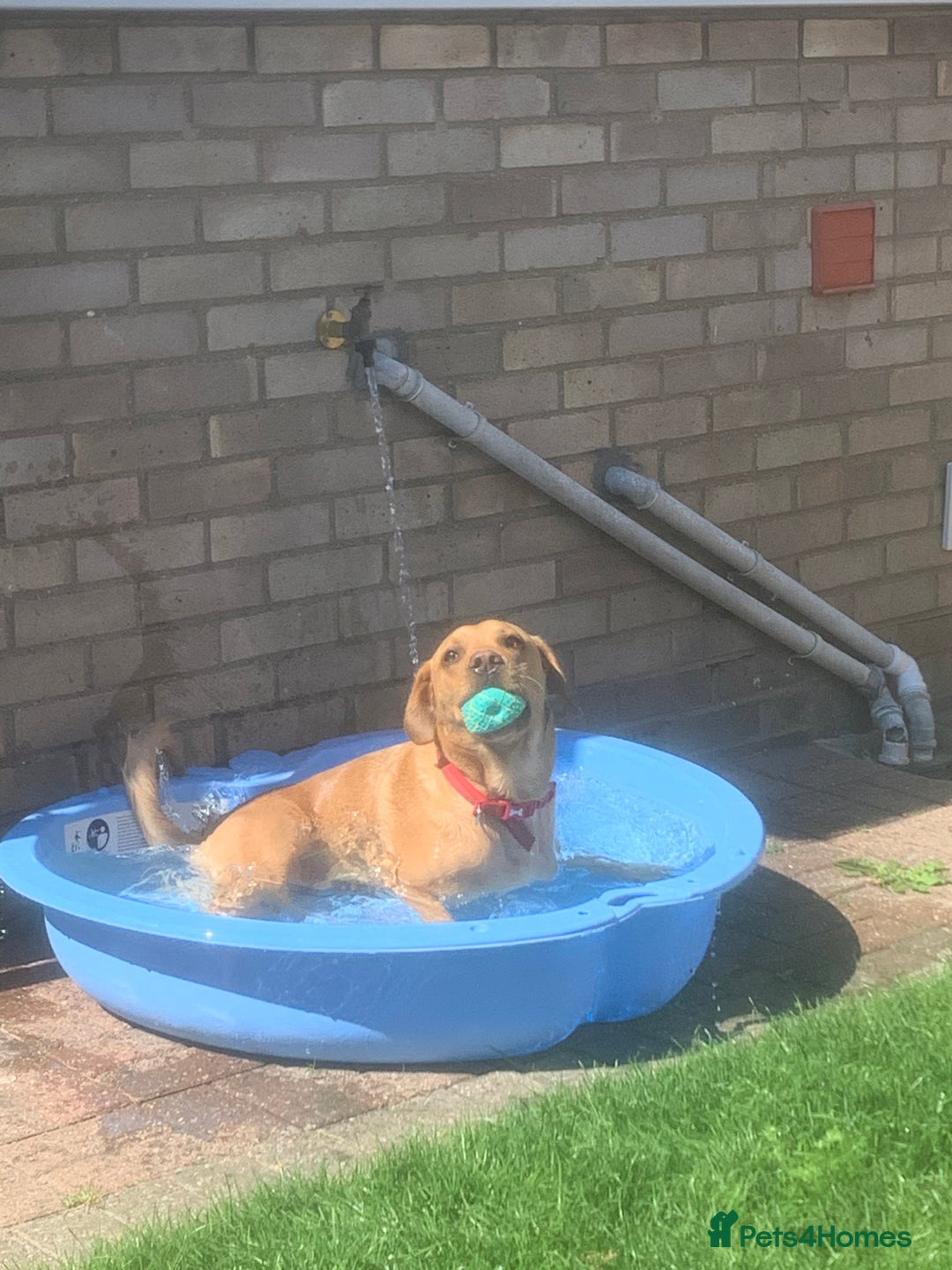 Labrador Retriever dogs for sale: My boy Lenny  - Image 7