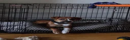 Staffordshire Bull Terrier dogs for sale: Staffordshire bull terrier  - Advert 5