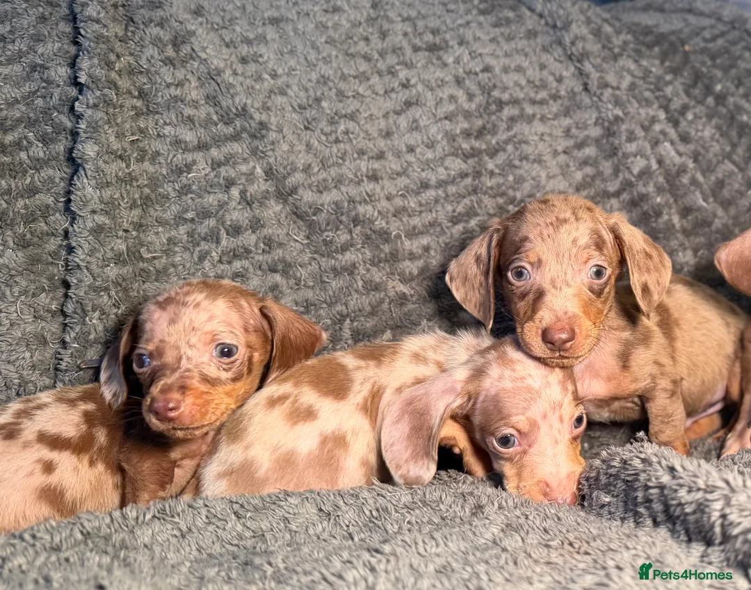 Miniature Dachshund dogs for sale: KC Reg Miniature Dachshunds Dapple Isabella    - Advert 19