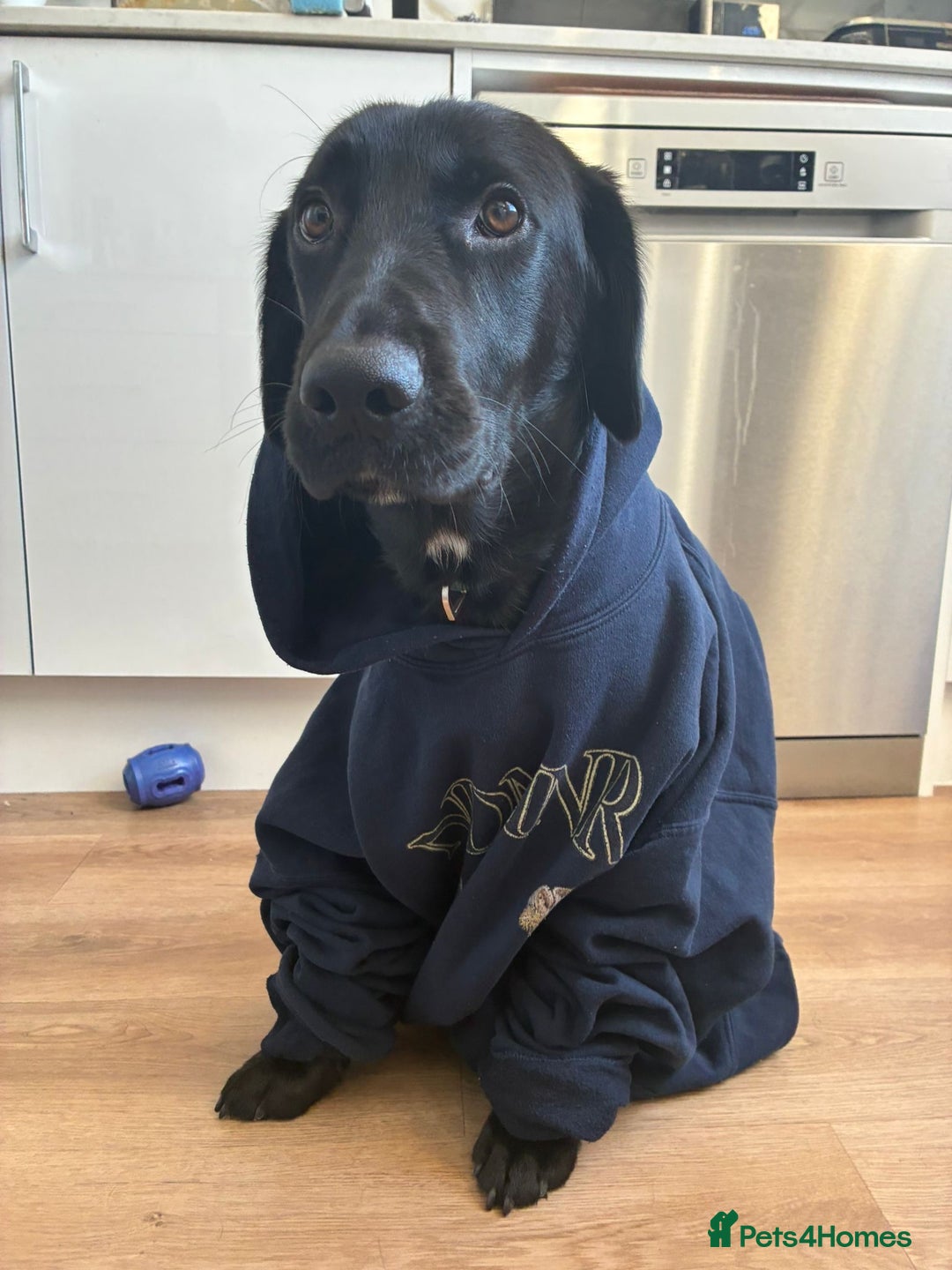 Mixed Breed dogs for sale: 8 Month Old Cocker Spanial x German Shepard Bruno - Image 5