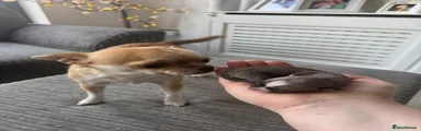 Chihuahua Puppy 3