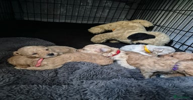 Poochon dogs - Advert 6