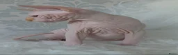 Sphynx cats for sale: 2 Stunning Sphynx Boys – Ready Now 💙 - Advert 5