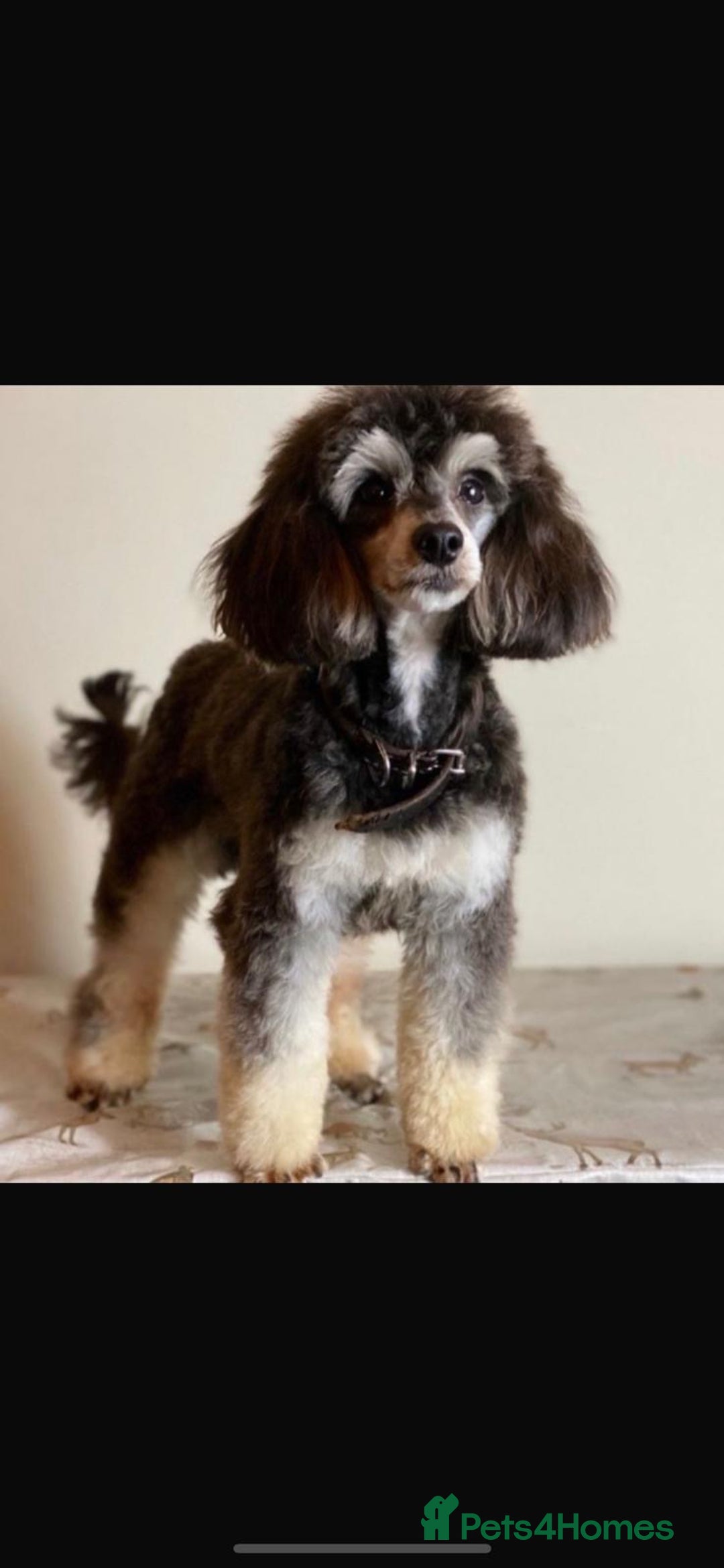 Jackapoo dogs for sale: Adorable Jackapoo puppies  - Image 8