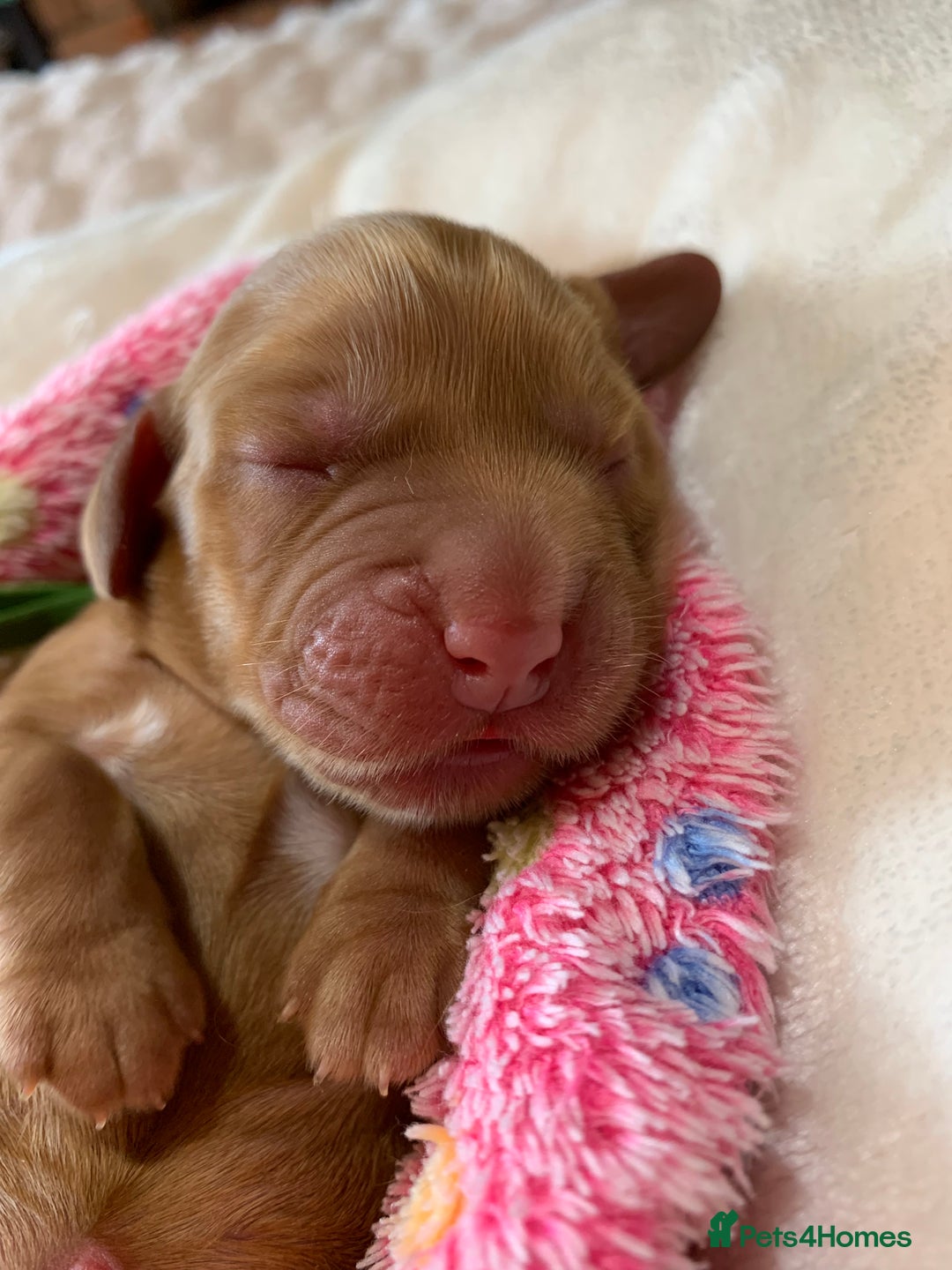 Cocker Spaniel dogs for sale: KC Show Carefully bred for Health and Temperament  - Image 25