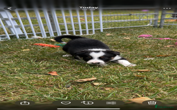 Border Collie dogs for sale: Border Collie Pups for Sale  - Image 4