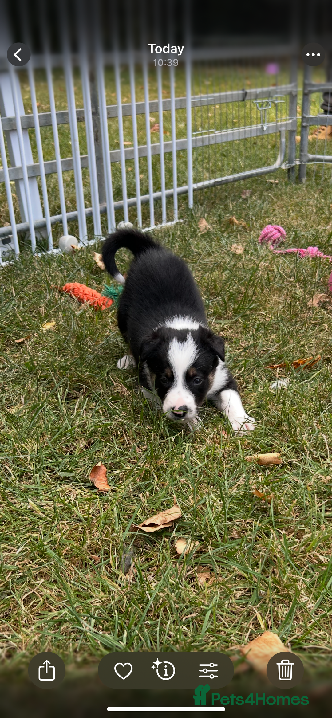 Border Collie dogs for sale: Border Collie Pups for Sale  - Image 4