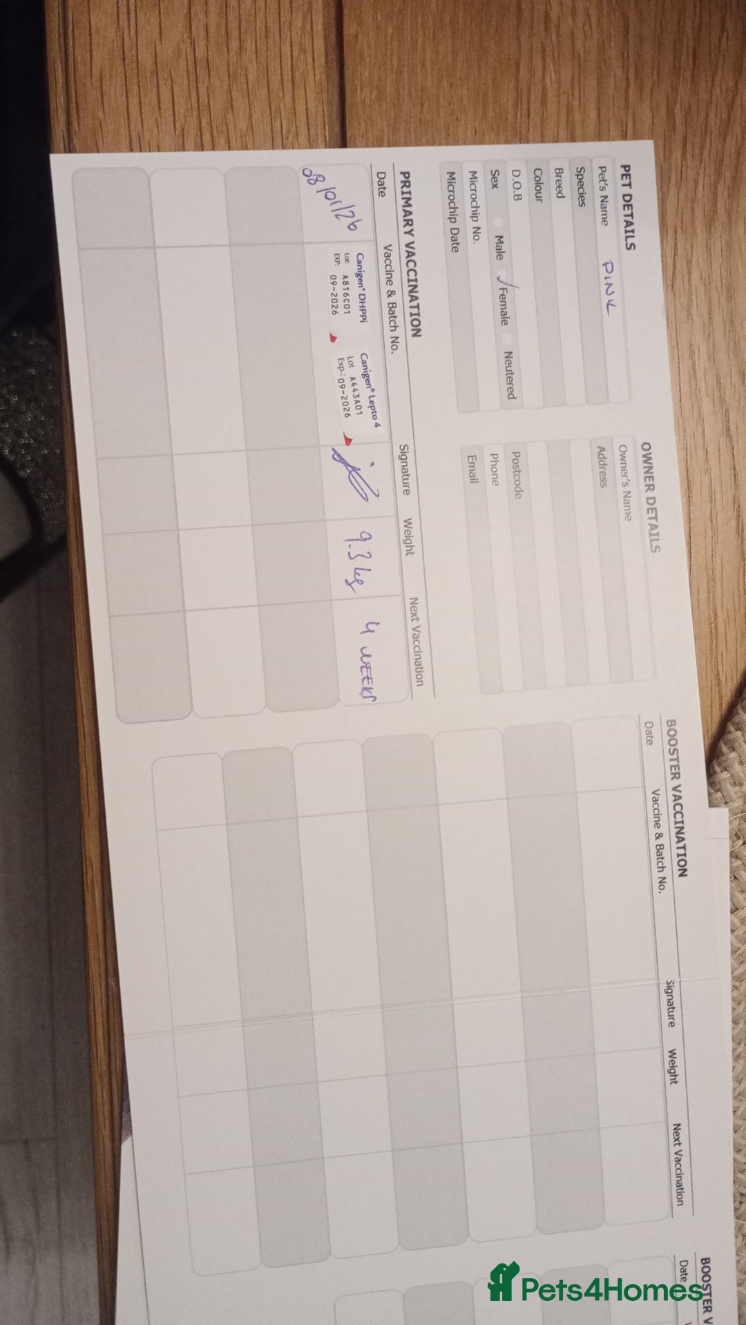 Rottweiler dogs for sale: ROTTWEILER PUPPIES- READY NOW - ONLY ONE LEFT!! - Advert 16