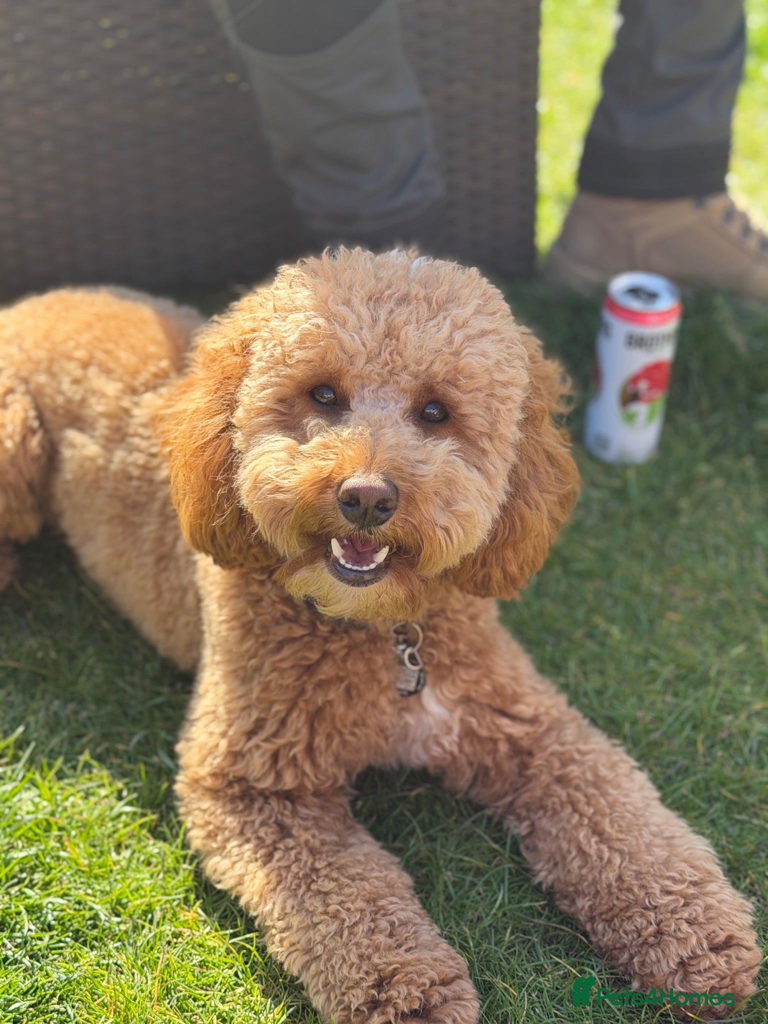 Cavapoo dogs ALBIE – F1B CAVAPOO STUD AVAILABLE  - Advert 3
