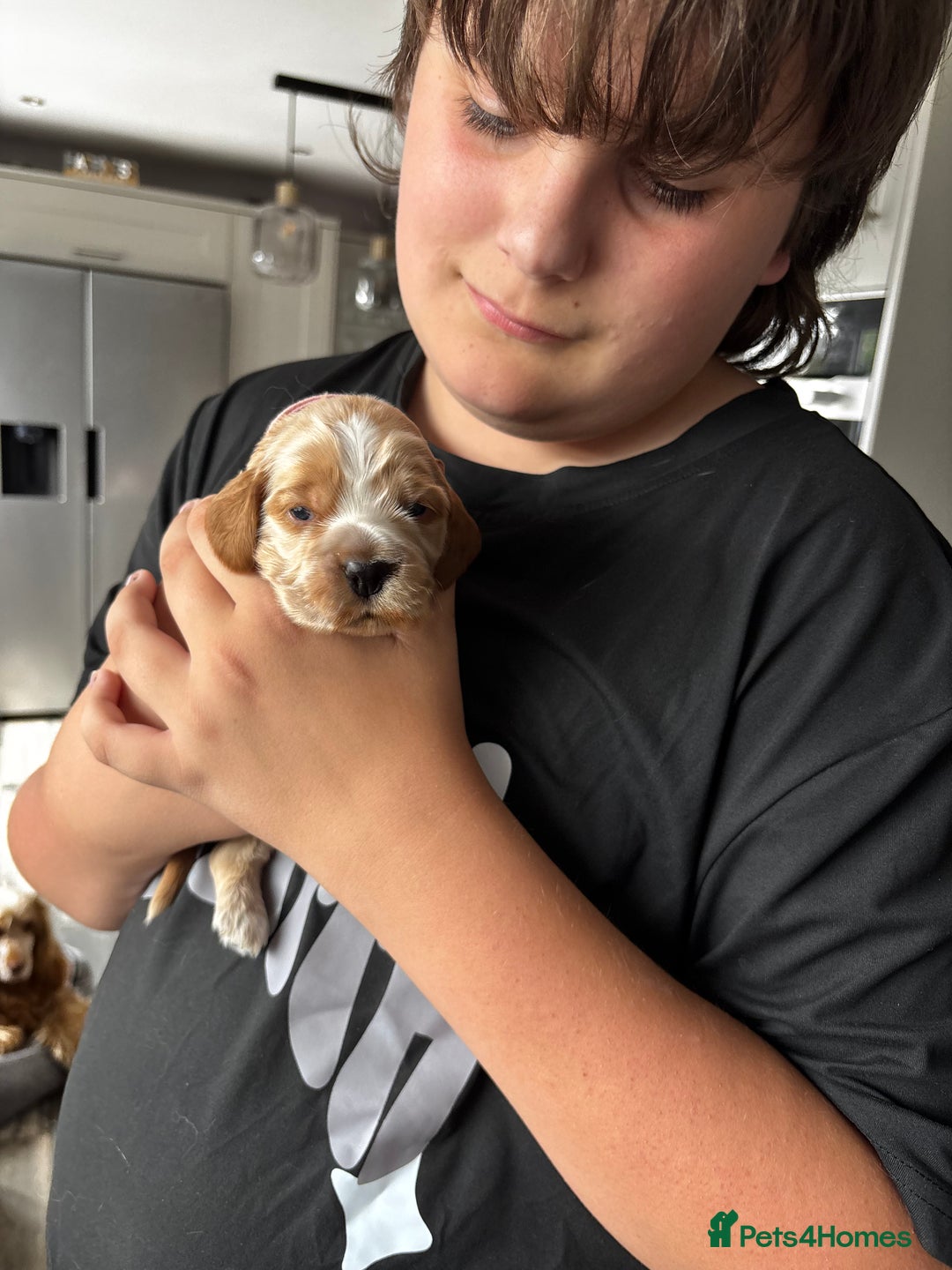 Cocker Spaniel dogs for sale: COME AND MEET US NOW Outstanding  show type - Image 18