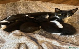 Mixed Breed cats for sale: Gorgeous kittens black and white - Image 11