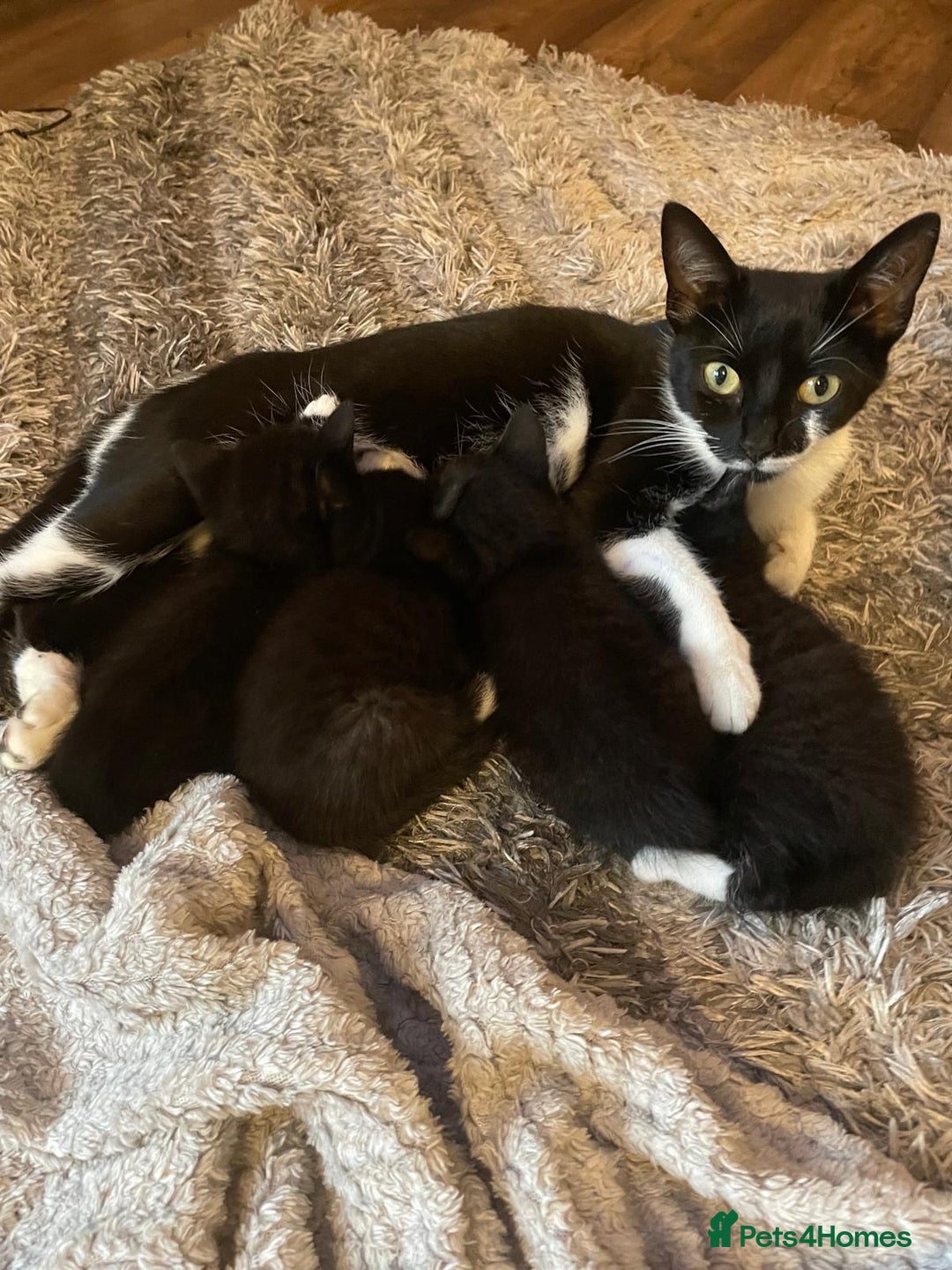 Mixed Breed cats for sale: Gorgeous kittens black and white - Image 11
