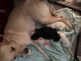 Mixed Breed dogs - Advert 4