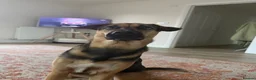 Mixed Breed dogs for sale: Roxy ❤️ A devoted girl looking a home (urgent) - Advert 3