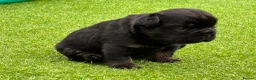 French Bulldog dogs for sale: Stunning French Bulldog Puppies in Norwich - Advert 4