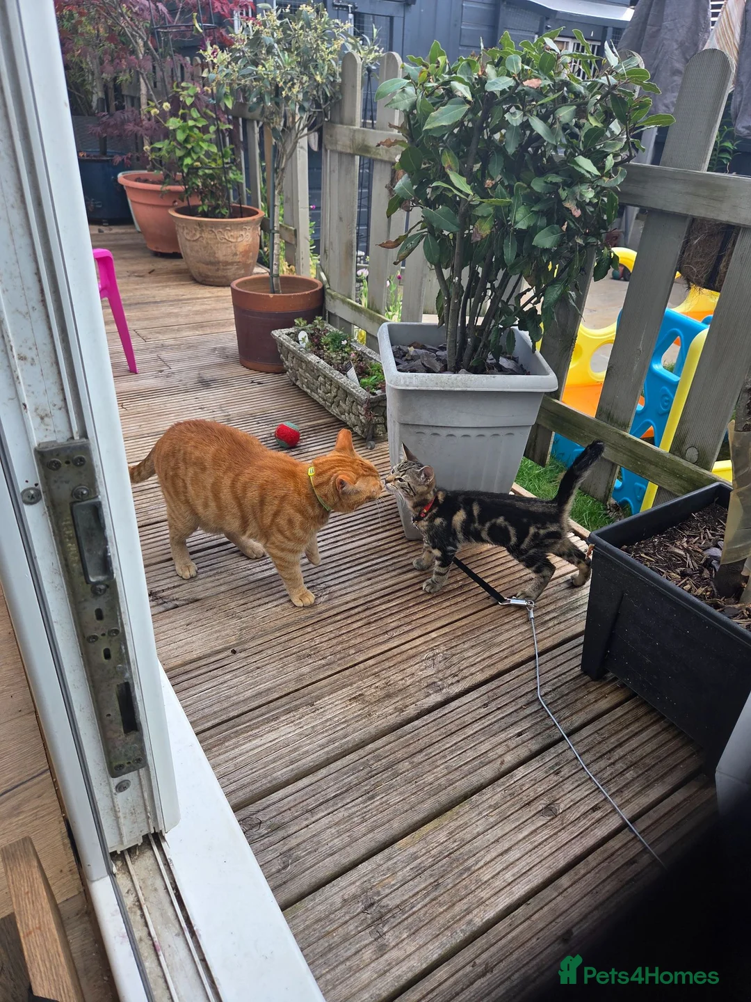 Mixed Breed cats for sale: Kittens in Wigan - Advert 9