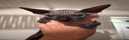 Sphynx cats for sale: Stunning sphinx kittens  - Advert 10