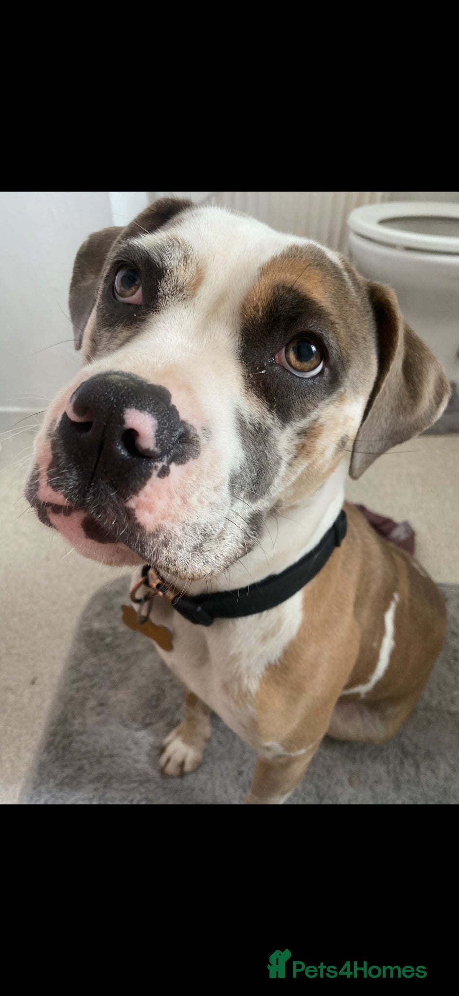 American Bulldog dogs American Bulldog – ExperiencedHome Needed - Advert 14