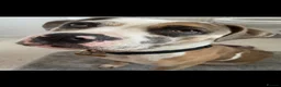 American Bulldog dogs for sale: American Bulldog – only animal home - Advert 1