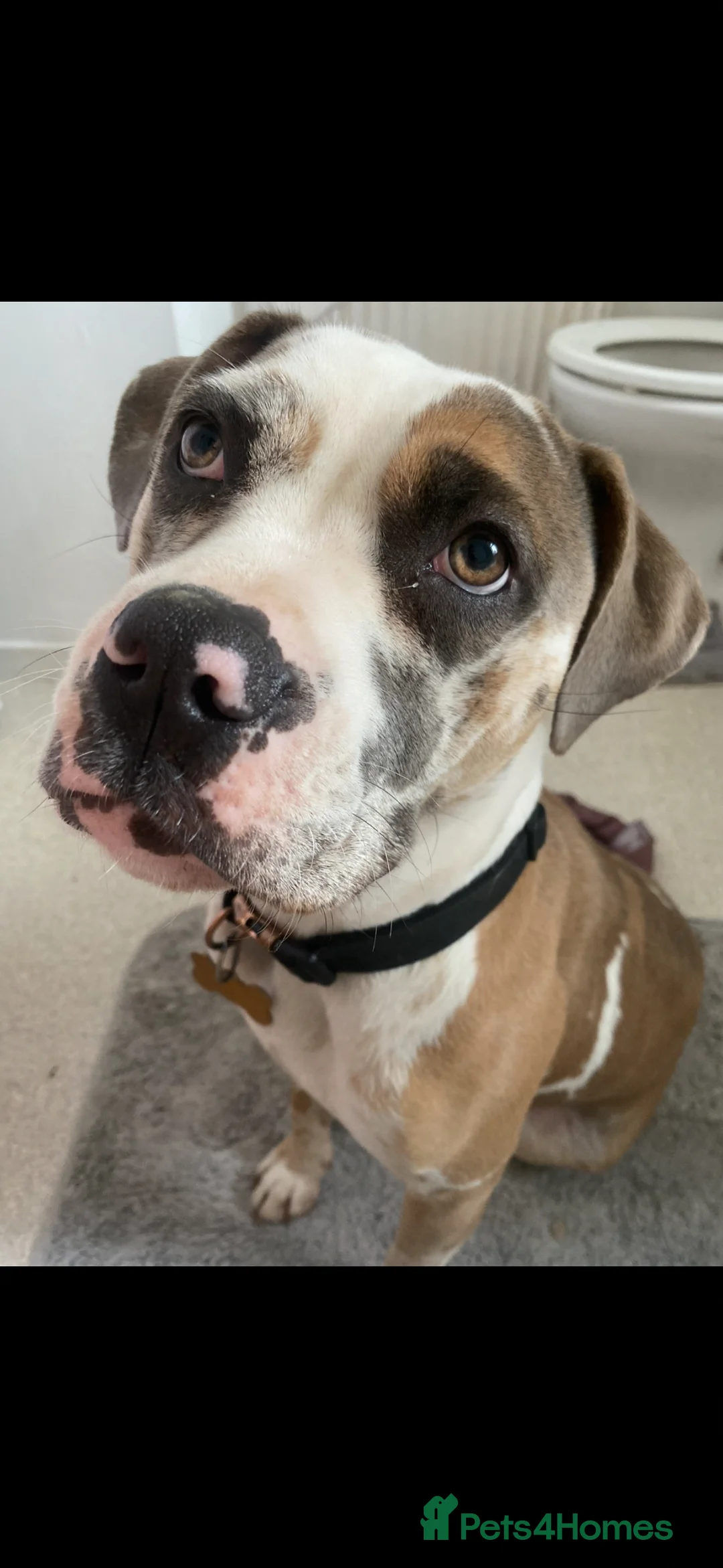 American Bulldog dogs for sale: American Bulldog – only animal home - Advert 1