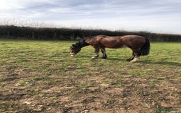 Welsh Section D horses for sale: 5 year old gelding ready to start learning  - Image 4
