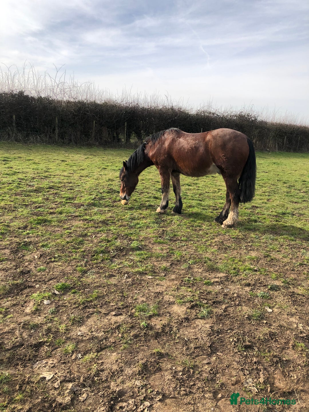 Welsh Section D horses for sale: 5 year old gelding ready to start learning  - Image 4