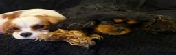 Cavalier King Charles Spaniel dogs for stud: Proven KC Health tested dog for Stud.  - Advert 4