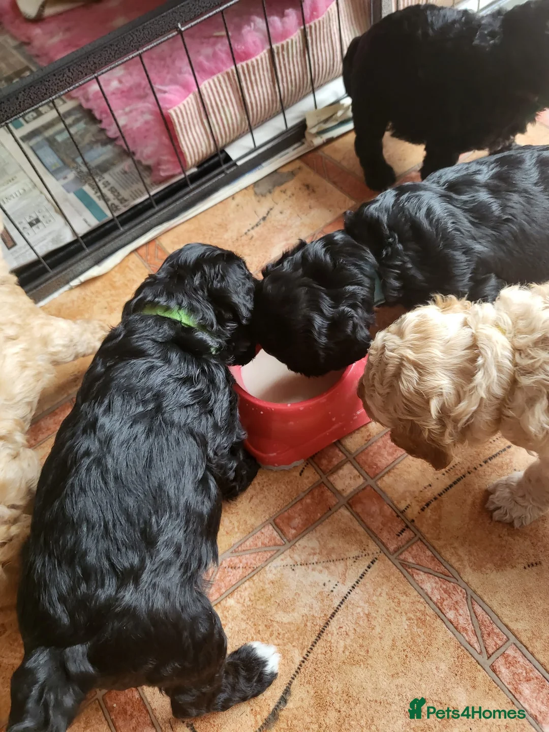 Cavapoo dogs for stud:  PROVEN F1 Cavapoo for stud in Birmingham - Advert 17
