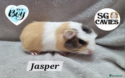 Guinea Pig rodents for sale: Stunning baby guinea pigs available  - Image 9