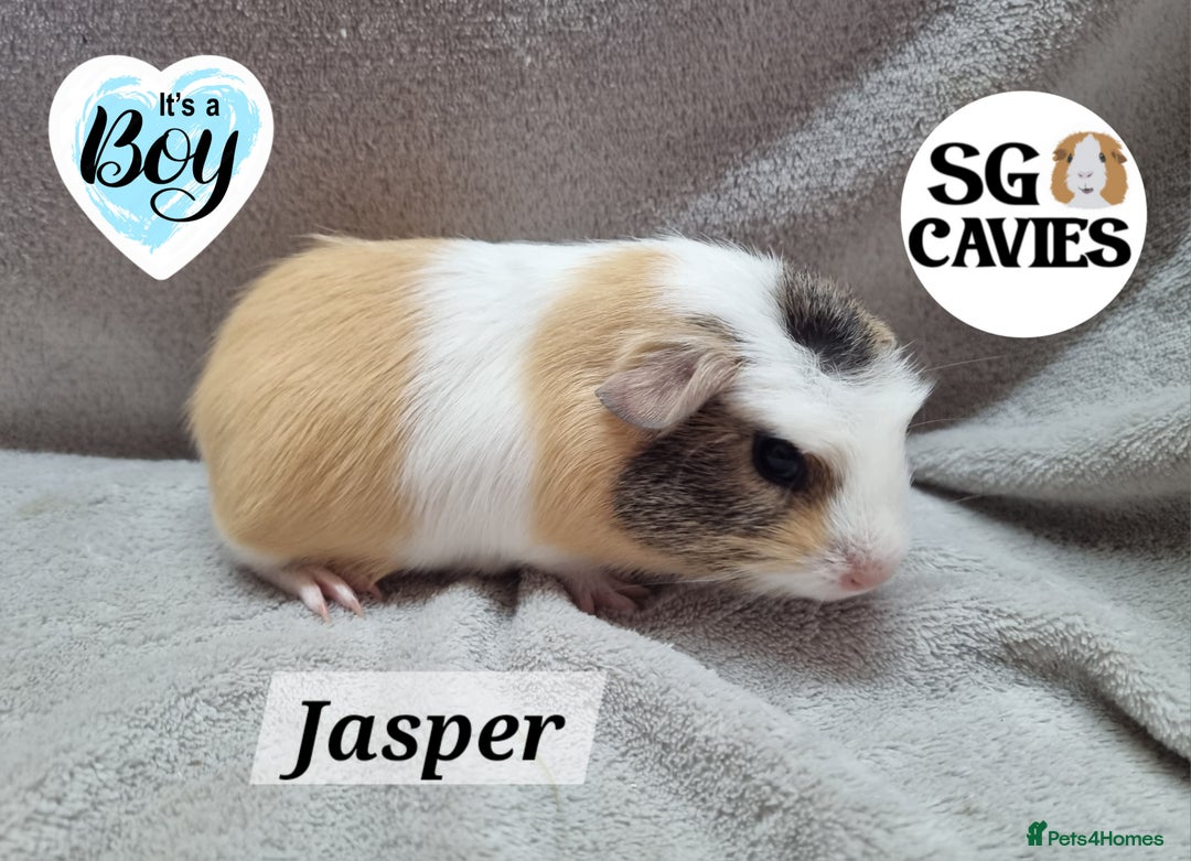 Guinea Pig rodents for sale: Stunning baby guinea pigs available  - Image 9