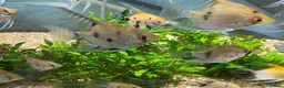 Angelfish fish for sale: Angelfish  - Advert 6