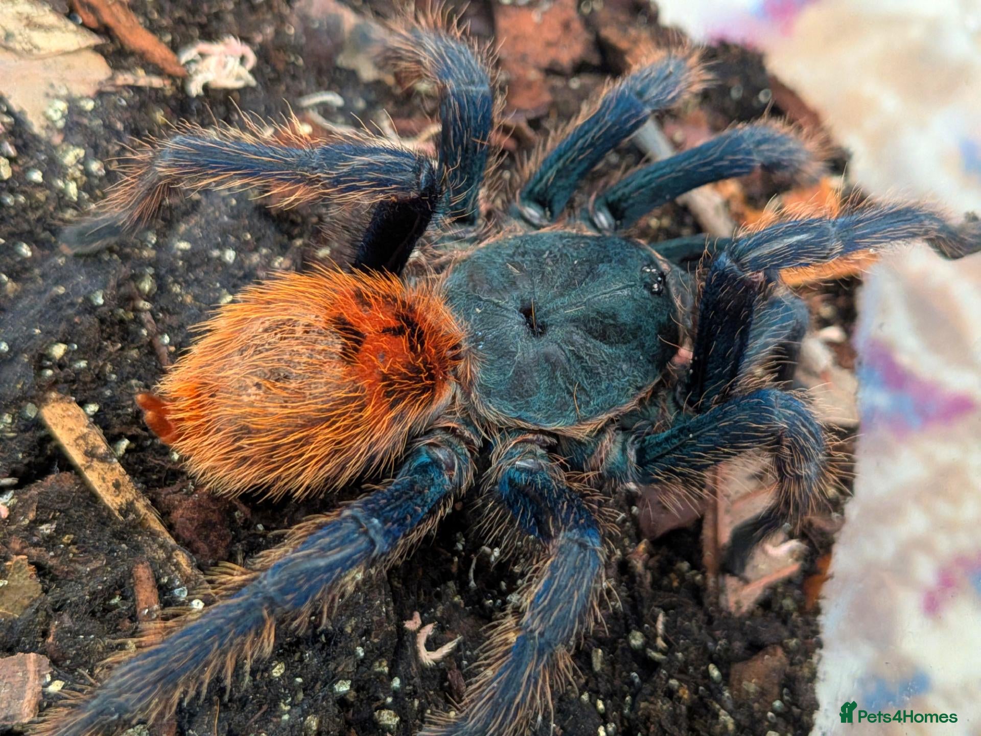 Tarantulas invertebrates Various Tarantulas (read description)  - Advert 1