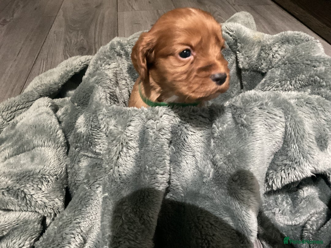 Cocker Spaniel dogs for sale: Kc cocker spaniel puppies - Advert 4