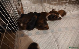 Guinea Pig rodents for sale: male baby guineapigs  - Image 1