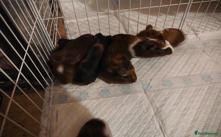 Guinea Pig rodents - Advert 6