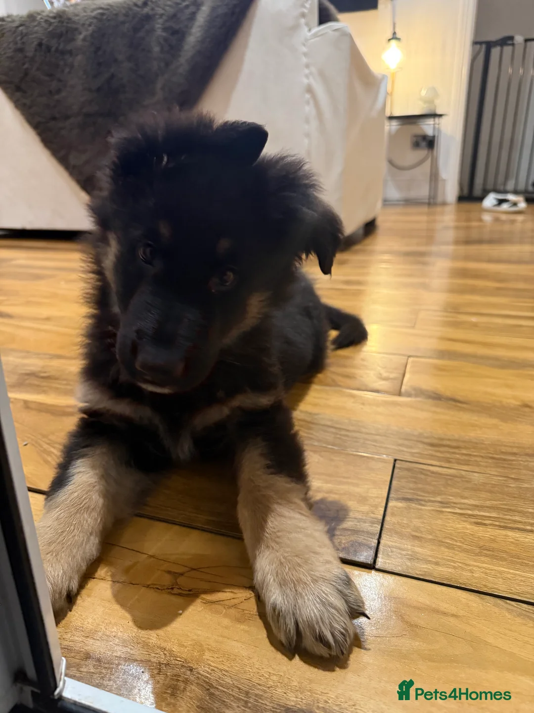 German Shepherd dogs for sale: 12 week old puppy  - Advert 6