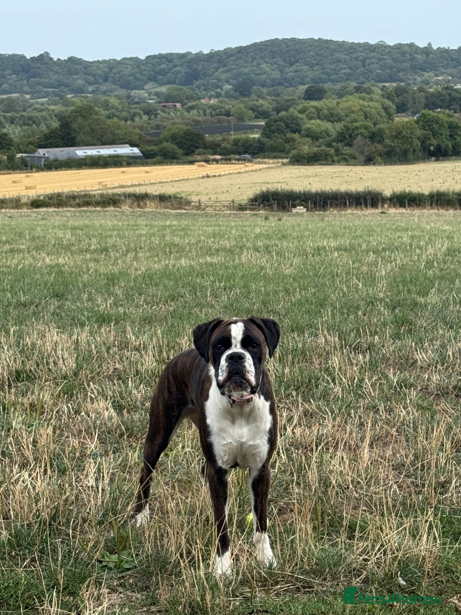 Boxer dogs KC Registered Spayed Dark Brindle Boxer Bitch - Advert 1