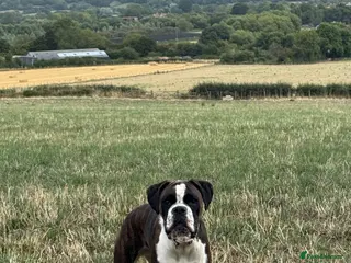 Boxer dogs KC Registered Spayed Dark Brindle Boxer Bitch - Advert 1