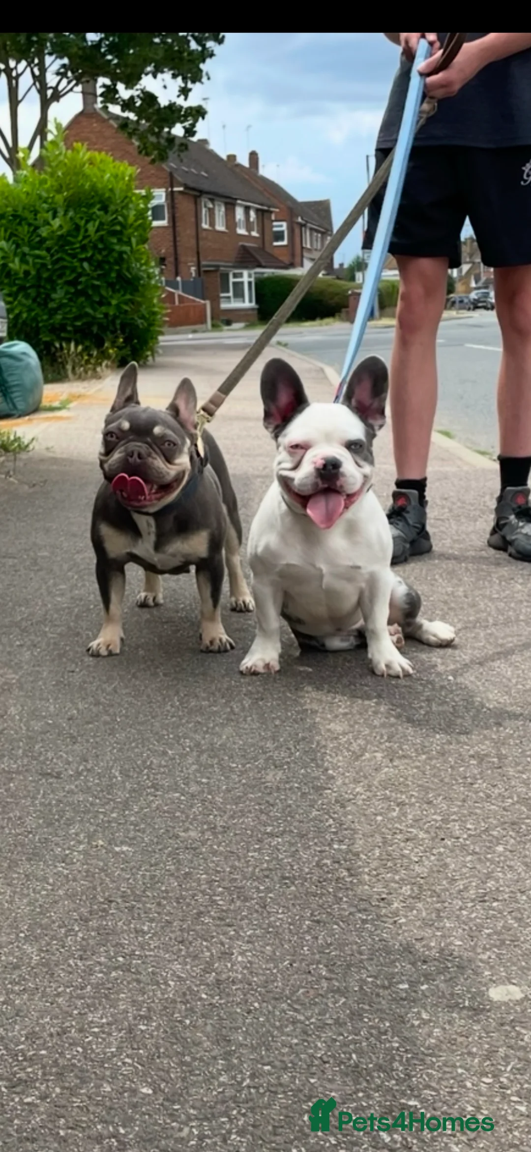 French Bulldog dogs for stud: French bulldog - Advert 2