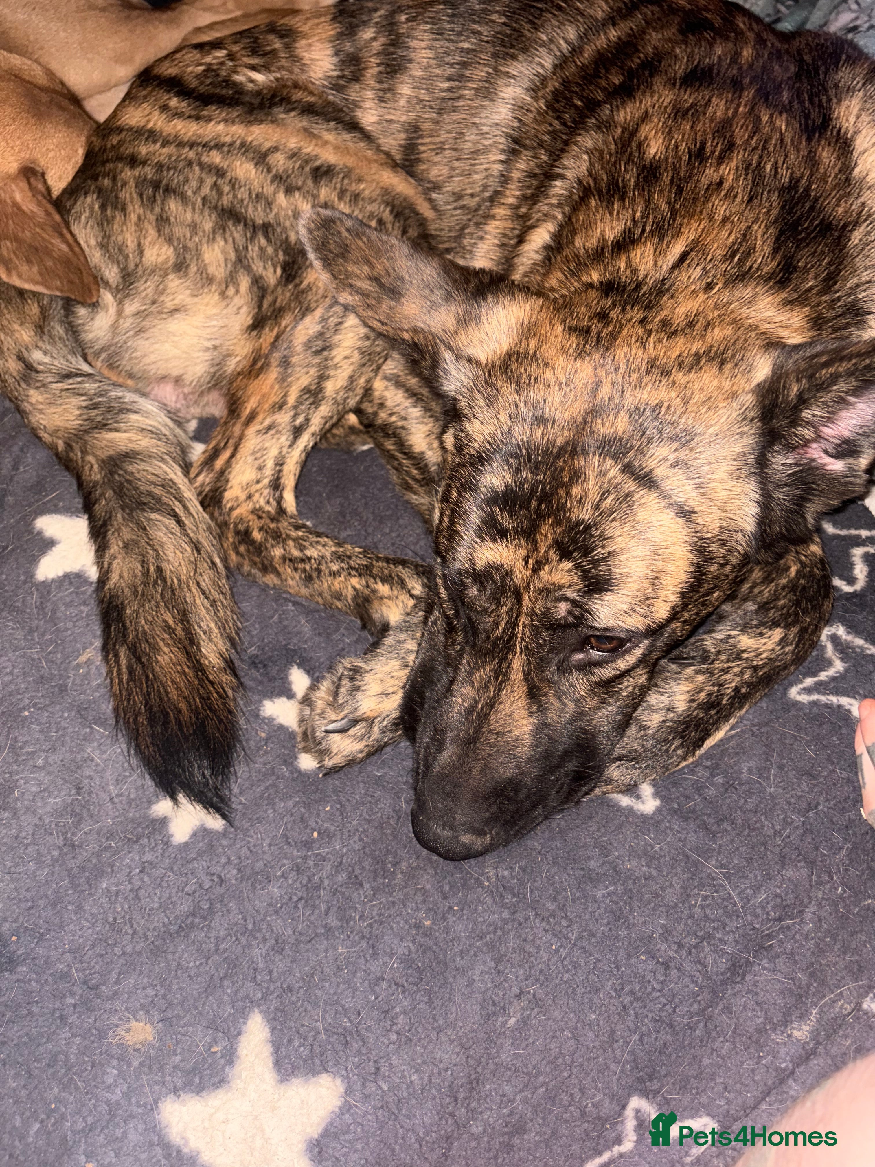 Mixed Breed dogs German Shepherd mix - Advert 1