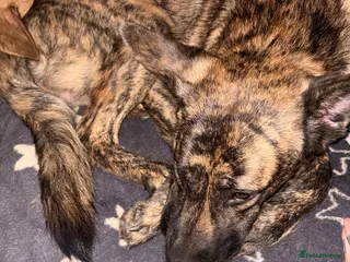Mixed Breed dogs German Shepherd mix - Advert 1