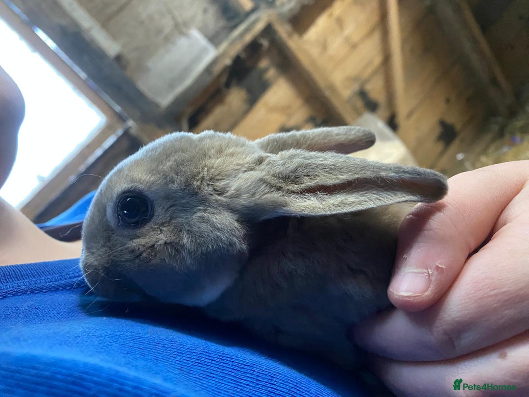 Mixed Breed rabbits for sale: Mini Rex / mini Rex cross - Advert 9
