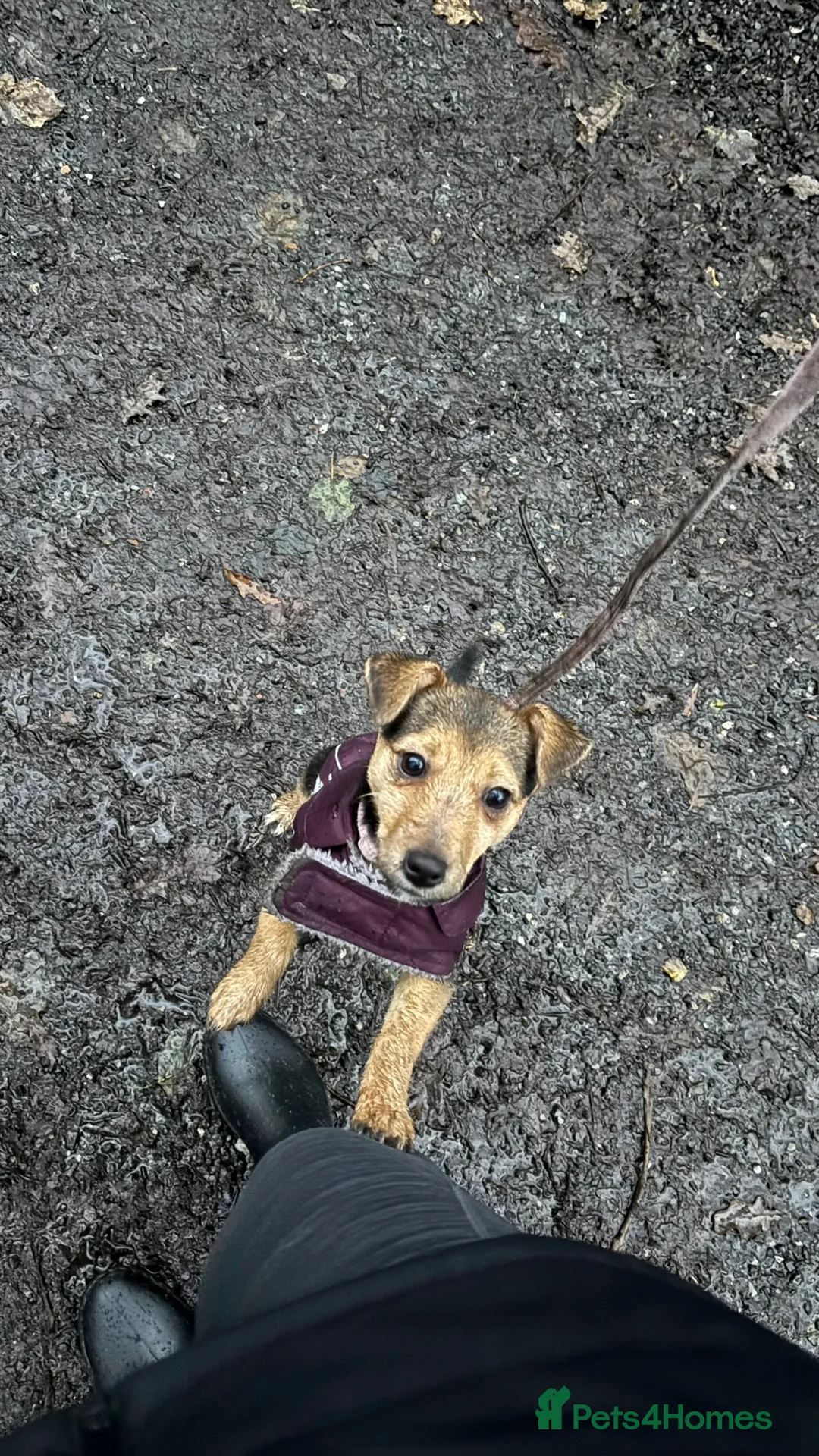 Jack Russell dogs for sale: Free Jack Russell Puppy Needing Forever Home - Advert 3