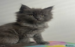 Maine Coon cats for sale: Beautiful Maine Coon x Ragdoll kittens 😻 - Image 4