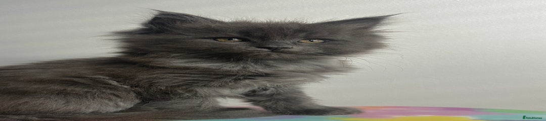 Ragcoon Kitten 1